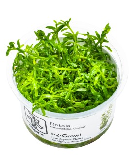 Rotala rotundifolia  Green